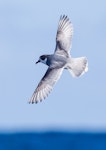 Blue petrel. Adult in flight. Port MacDonnell pelagic, South Australia, August 2019. Image © David Newell 2019 birdlifephotography.org.au by David Newell.