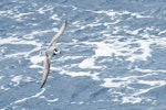 Blue petrel. In flight, dorsal. Drake Passage, November 2018. Image © Cyril Vathelet by Cyril Vathelet.