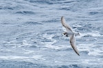 Blue petrel. In flight, dorsal. Drake Passage, November 2018. Image © Cyril Vathelet by Cyril Vathelet.