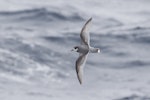 Blue petrel. Adult in flight. Scotia Sea, between South Georgia and Elephant Island, November 2015. Image © John Barkla 2016 birdlifephotography.org.au by John Barkla.