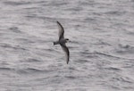 Blue petrel. Adult in flight. Southern Indian Ocean, December 2011. Image © Sergey Golubev by Sergey Golubev.