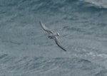 Blue petrel. Adult. Drake Passage, December 2008. Image © Alan Tennyson by Alan Tennyson.