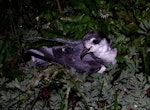 Blue petrel. Adult at breeding colony. Ile Mayes, Iles Kerguelen, January 2016. Image © Colin Miskelly by Colin Miskelly.