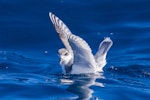 Blue petrel. Adult on water. Port MacDonnell pelagic, South Australia, August 2019. Image © David Newell 2019 birdlifephotography.org.au by David Newell.