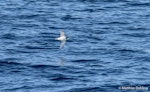 Blue petrel. Bird in flight. At sea off Otago Peninsula, July 2017. Image © Matthias Dehling by Matthias Dehling.