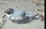 Blue petrel. Exhausted bird on beach. Kuku Beach, Horowhenua, September 2021. Image © Alan Tennyson by Alan Tennyson.