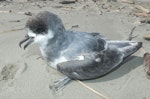 Blue petrel. Exhausted bird on beach. Kuku Beach, Horowhenua, September 2021. Image © Alan Tennyson by Alan Tennyson.