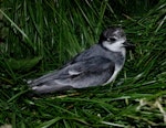 Blue petrel. Adult at breeding colony. Ile aux Cochons, Iles Kerguelen, January 2016. Image © Colin Miskelly by Colin Miskelly.