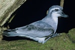 Broad-billed prion | Pararā. Adult. Rangatira Island, Chatham Islands, August 1968. Image © Department of Conservation (image ref: 10044258) by Don Merton, Department of Conservation.