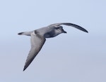 Broad-billed prion | Pararā. In flight, side view. Off Snares Islands, April 2013. Image © Phil Battley by Phil Battley.