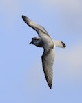 Broad-billed prion | Pararā. In flight, dorsal. Note steeply angled forehead profile. Off Snares Islands, April 2013. Image © Phil Battley by Phil Battley.