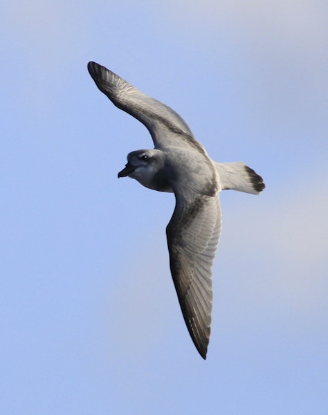 Broad-billed prion | Pararā. In flight, dorsal. Note steeply angled forehead profile. Off Snares Islands, April 2013. Image © Phil Battley by Phil Battley.