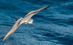 Broad-billed prion | Pararā. Adult in flight (dorsal). Off Poor Knights, July 2018. Image © Les Feasey by Les Feasey.