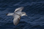 Broad-billed prion | Pararā. Adult in flight. Off Tutukaka, July 2018. Image © Oscar Thomas by Oscar Thomas.