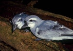 Broad-billed prion | Pararā. Courting pair. Rangatira Island, Chatham Islands, May 2001. Image © Colin Miskelly by Colin Miskelly.