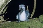 Broad-billed prion | Pararā. Adult. Rangatira Island, Chatham Islands, August 1968. Image © Department of Conservation (image ref: 10035307) by Don Merton, Department of Conservation.