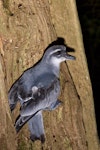 Broad-billed prion | Pararā. Adult at breeding colony. Rangatira Island, February 2011. Image © Art Polkanov by Art Polkanov.