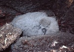 Broad-billed prion | Pararā. Downy chick. Snares Islands, November 1987. Image © Colin Miskelly by Colin Miskelly.