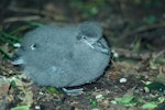 Broad-billed prion | Pararā. Chick. Mangere Island, Chatham Islands, December 1981. Image © Department of Conservation (image ref: 10044843) by Dave Crouchley, Department of Conservation.