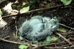 Broad-billed prion | Pararā. Chick close to fledging. Rangatira Island, Chatham Islands, November 1977. Image © Department of Conservation (image ref: 10036067) by Alan Wright, Department of Conservation.