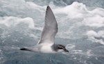 Salvin's prion. Adult in flight. Cooperation Sea, Southern Indian Ocean, December 2011. Image © Sergey Golubev by Sergey Golubev.