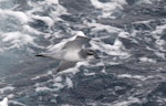 Salvin's prion. Adult in flight. Cooperation Sea, Southern Indian Ocean, December 2011. Image © Sergey Golubev by Sergey Golubev.