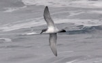 Salvin's prion. Adult in flight. Cooperation Sea, Southern Indian Ocean, December 2011. Image © Sergey Golubev by Sergey Golubev.