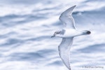 Salvin's prion. Ventral view of bird in flight. At sea off Otago Peninsula, March 2017. Image © Matthias Dehling by Matthias Dehling.