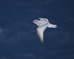 Salvin's prion. Adult at sea. Crozet Islands, December 2015. Image © Colin Miskelly by Colin Miskelly.