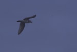 Salvin's prion. Adult at sea. Crozet Islands, December 2015. Image © Colin Miskelly by Colin Miskelly.