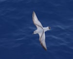 Salvin's prion. Adult at sea. Crozet Islands, December 2015. Image © Colin Miskelly by Colin Miskelly.