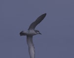 Salvin's prion. Adult at sea. Crozet Islands, December 2015. Image © Colin Miskelly by Colin Miskelly.