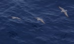 Salvin's prion. Three adults at sea. Crozet Islands, December 2015. Image © Colin Miskelly by Colin Miskelly.