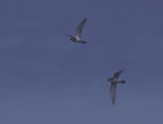 Salvin's prion. Two adults at sea. Crozet Islands, December 2015. Image © Colin Miskelly by Colin Miskelly.