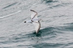 Antarctic prion | Totorore. Adult in flight. Near South Georgia, December 2015. Image © Cyril Vathelet by Cyril Vathelet.