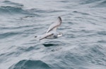 Antarctic prion | Totorore. Adult in flight. At sea, south from South Georgia, December 2015. Image © Cyril Vathelet by Cyril Vathelet.