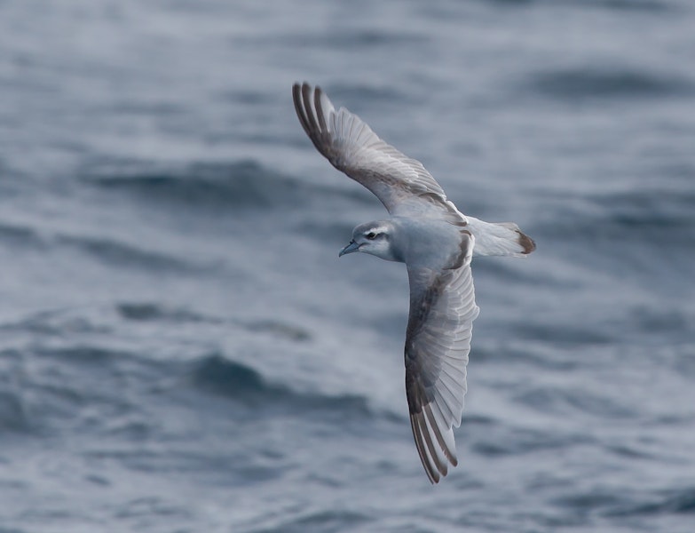 Antarctic prion | Totorore. Adult, in flight. At sea off Wollongong, New South Wales, Australia, July 2011. Image © Brook Whylie by Brook Whylie.