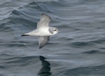 Antarctic prion | Totorore. Adult in flight. Scotia Sea (between Antarctic Peninsula and South Georgia), February 2019. Image © Glenn Pure 2019 birdlifephotography.org.au by Glenn Pure.