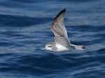 Antarctic prion | Totorore. Adult in flight. Scotia Sea (between Antarctic Peninusula and South Georgia), February 2019. Image © Glenn Pure 2019 birdlifephotography.org.au by Glenn Pure.