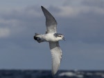 Antarctic prion | Totorore. Adult in flight showing underwing. Off Tutukaka, July 2018. Image © Oscar Thomas by Oscar Thomas.