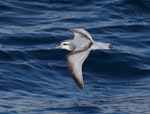 Antarctic prion | Totorore. Adult in flight. Scotia Sea (between Antarctic Peninsula and South Georgia), February 2019. Image © Glenn Pure 2019 birdlifephotography.org.au by Glenn Pure.