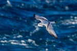 Antarctic prion | Totorore. Adult in flight, dorsal view. Off coast of Auckland Islands, January 2018. Image © Mark Lethlean by Mark Lethlean.