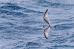 Antarctic prion | Totorore. Adult in flight, dorsal view. Southern Ocean, February 2018. Image © Mark Lethlean by Mark Lethlean.