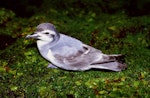 Antarctic prion | Totorore. Adult. Enderby Island, Auckland Islands, February 1988. Image © Graeme Taylor by Graeme Taylor.