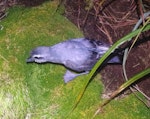 Antarctic prion | Totorore. Adult at breeding colony. Shoe Island, Auckland Islands, January 2018. Image © Colin Miskelly by Colin Miskelly.