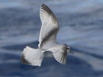 Antarctic prion | Totorore. Adult with tail feathers spread showing black tips. At sea on route to Kermadec Islands, March 2021. Image © Scott Brooks (ourspot) by Scott Brooks.