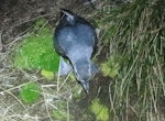 Antarctic prion | Totorore. Adult at breeding colony. Shoe Island, Auckland Islands, January 2018. Image © Colin Miskelly by Colin Miskelly.