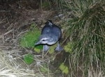 Antarctic prion | Totorore. Adult at breeding colony. Shoe Island, Auckland Islands, January 2018. Image © Colin Miskelly by Colin Miskelly.