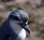 Antarctic prion | Totorore. Adult at breeding colony. Ile aux Cochons, Iles Kerguelen, January 2016. Image © Colin Miskelly by Colin Miskelly.