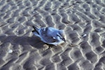 Antarctic prion | Totorore. Sick bird. Waikanae River estuary, September 1981. Image © Alan Tennyson by Alan Tennyson.